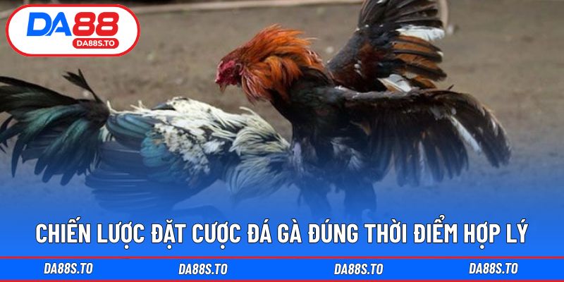 Chiến lược đặt cược đá gà đúng thời điểm hợp lý